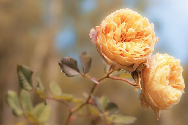 Yellow roses over a blue sky