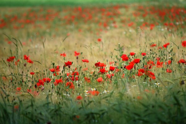 A green field with scarlet poppies