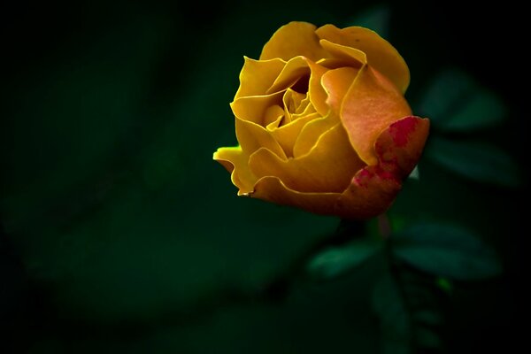 Schöne gelbe Rose auf grünem Hintergrund