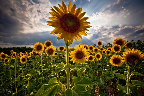 Summer sunflowers in the sun in the field