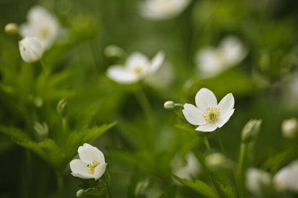 Prise de vue macro de fleurs blanches