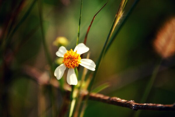 Fotografía macro de una flor enfocada sobre un fondo borroso