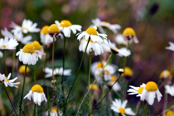 Marguerites sauvages de nature intacte