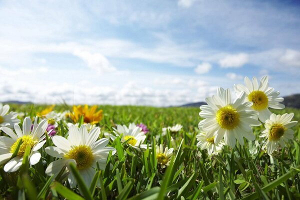 Schönes Foto von Feldern in Gänseblümchen und Klee