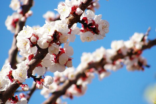 Rami di un albero da frutto in fiore contro un cielo blu