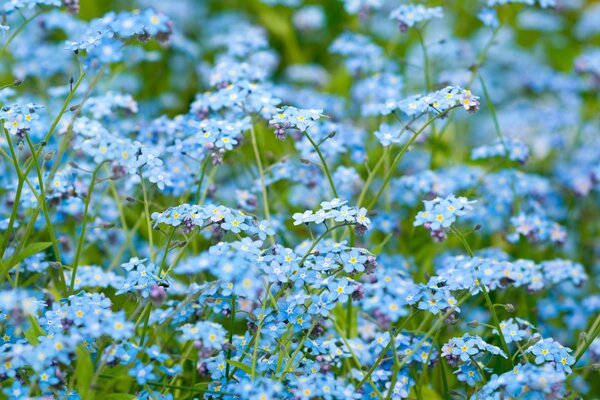 Das Feld ist mit blauen Haaren bedeckt