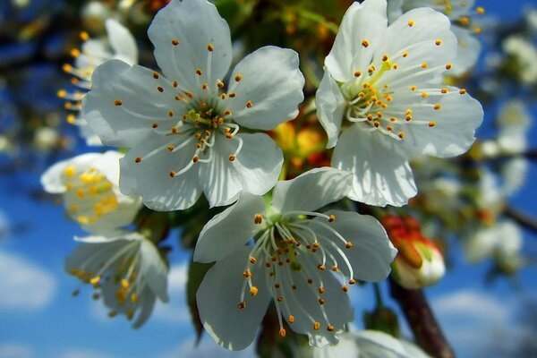 Branche d arbre en fleurs sur fond de ciel bleu vif