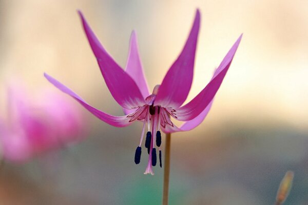 Imagen grande de una flor con la cabeza hacia abajo