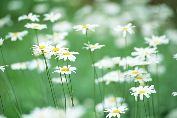 Marguerites et verts-un symbole de tendresse