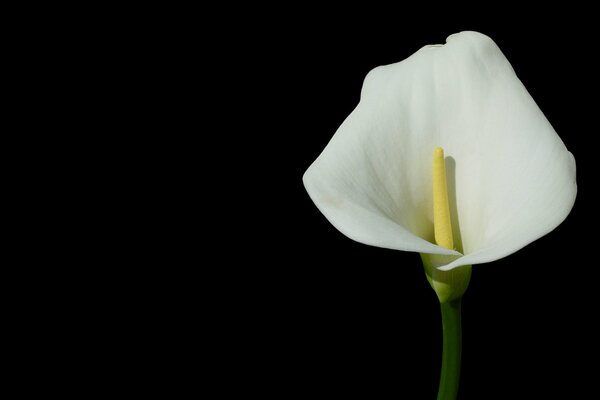 Calla bianca su sfondo nero