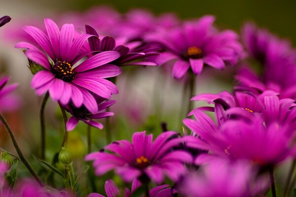 Schöne Blumen Makrofoto