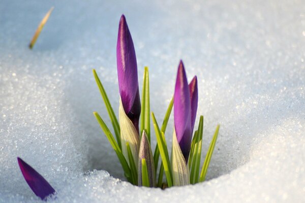 Die ersten Blumen erschienen unter dem Schnee