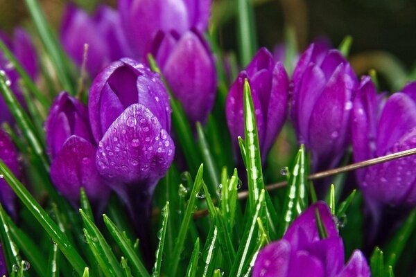 Tulips in the morning dew