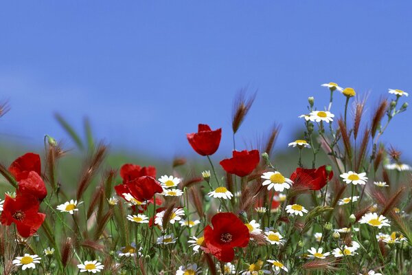 Fleurs sauvages ensoleillées en été