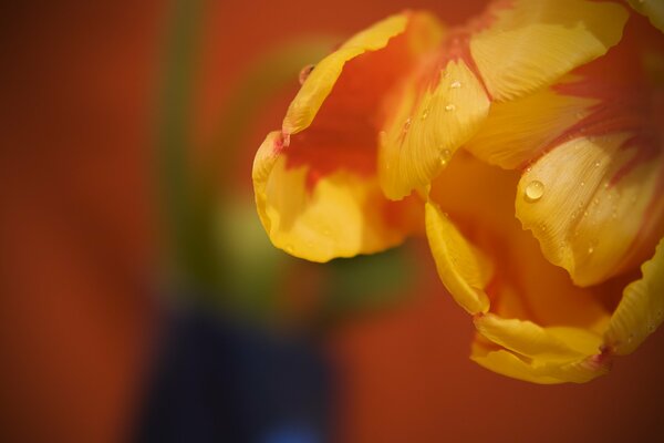 Tulpenblätter mit Wassertropfen