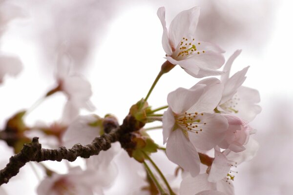 Branche de pommier fleuri