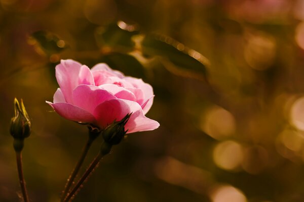 Nahaufnahme einer Rose mit Knospen