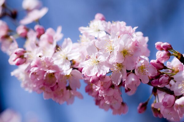 Kirschblüte auf Himmelshintergrund