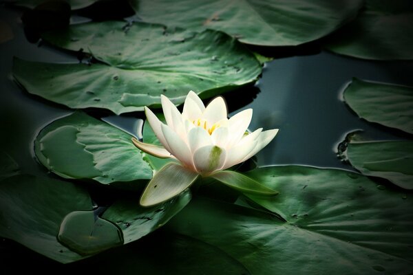 White water lily flower in the pond