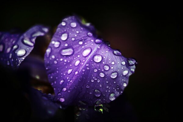 Tautropfen auf einem violetten Blatt