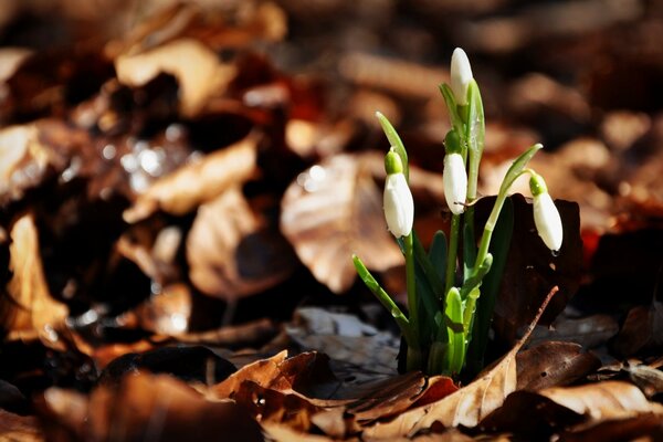 The first snowdrop is always beautiful