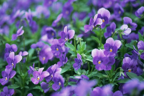 Purple glade of pansies