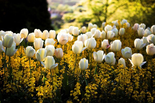 Parterre en un parque con flores blancas