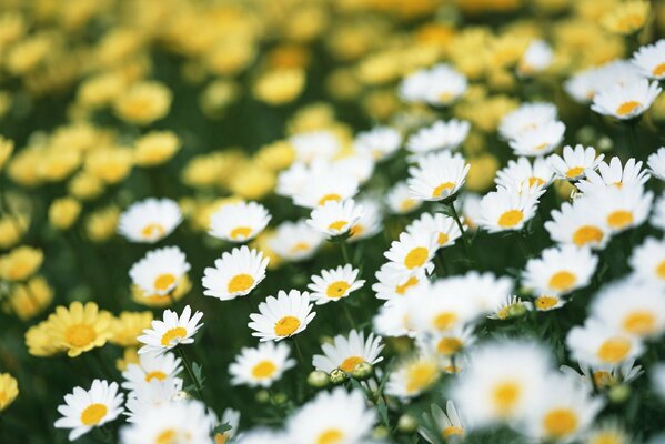 Marguerites sur le terrain en été