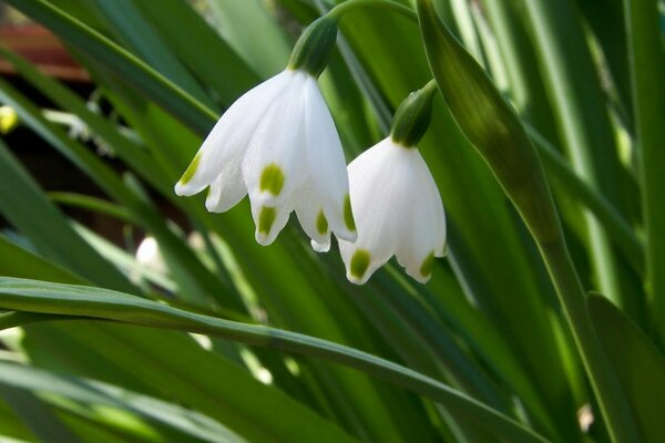 Die ersten Frühlingsblumen sind weiß-grün