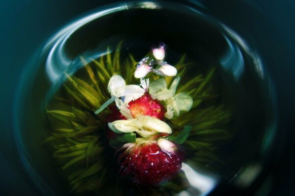 Orchidée rouge dans un vase en verre