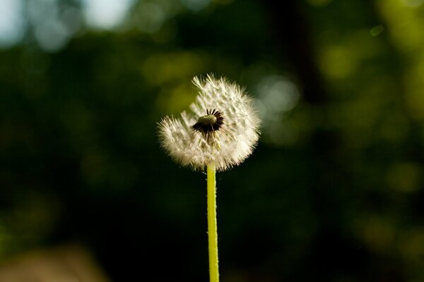 One ripe dandelion in macro photography