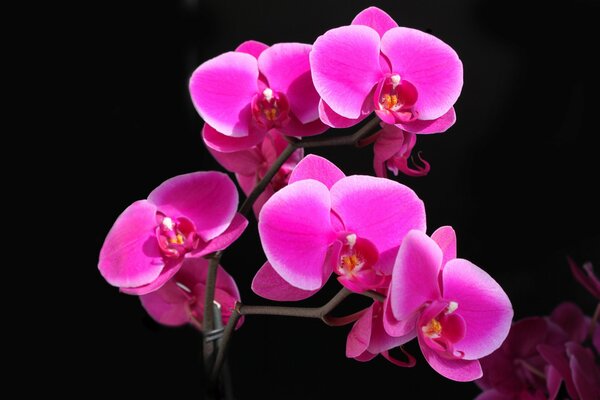 Bright pink orchid on a black background