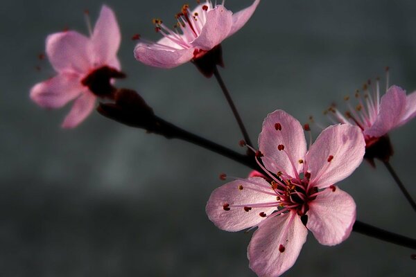 Fleurs roses sur une branche noire