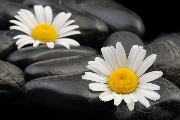 Daisies on the rocks. Macro shooting