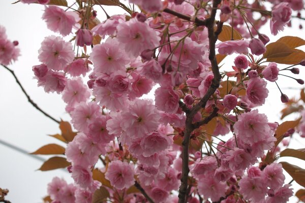 Tierna apertura de Sakura, pétalos de rosa