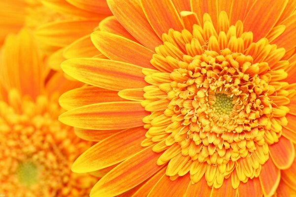 A bright orange flower with a million bright petals