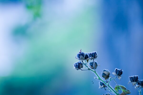 Blaue Glocke auf blauem Texturhintergrund