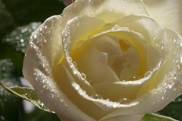 A white rose bud with dew on the petals