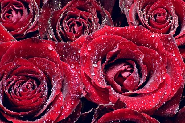 Dew drops on burgundy roses