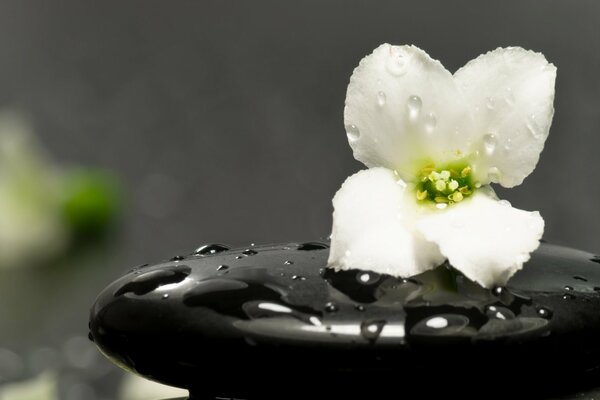 A white flower on a black stone