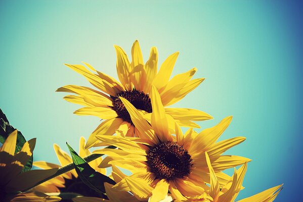 Hermosa foto de girasoles en el fondo del cielo azul