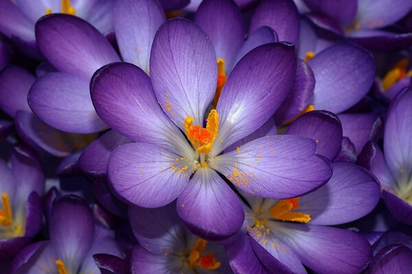 Purple flowers with a yellow stamen