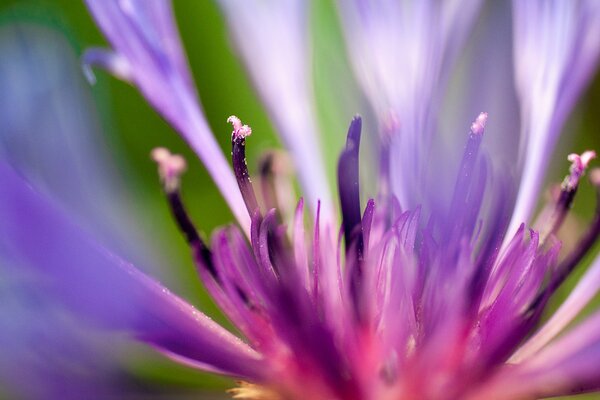 Lila Blume Blütenblätter im Sommer