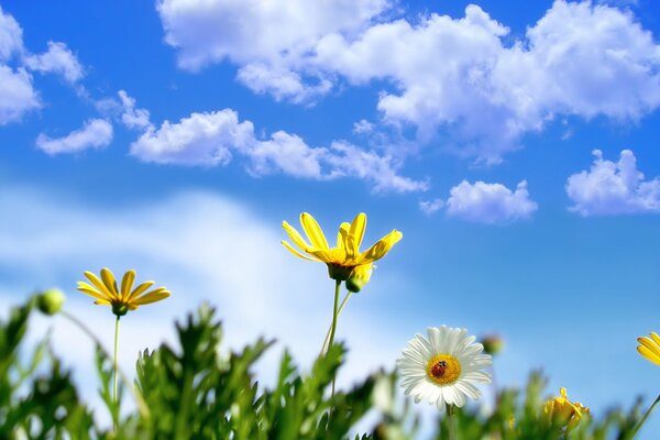 Sommerblumen auf einem blauen Himmelshintergrund