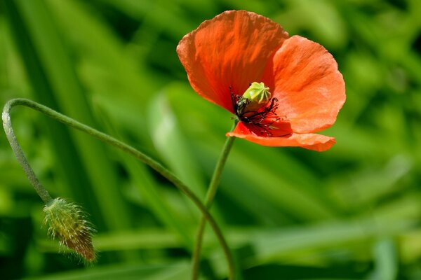 Bellissimo papavero su uno sfondo di verde