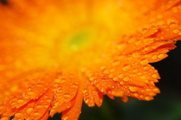 Pétales de fleurs orange avec des gouttes de pluie