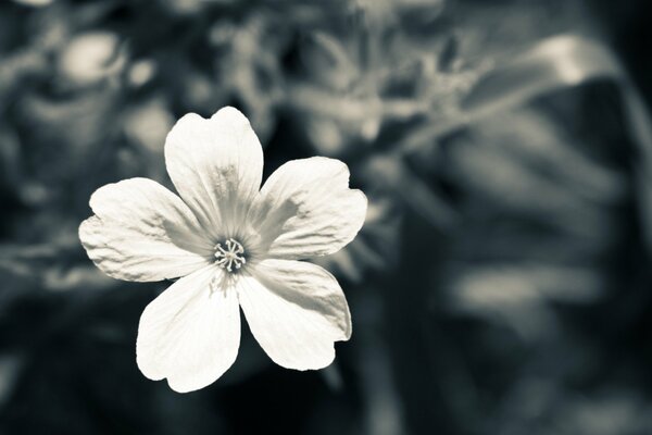 Flor macro en tono blanco-gris