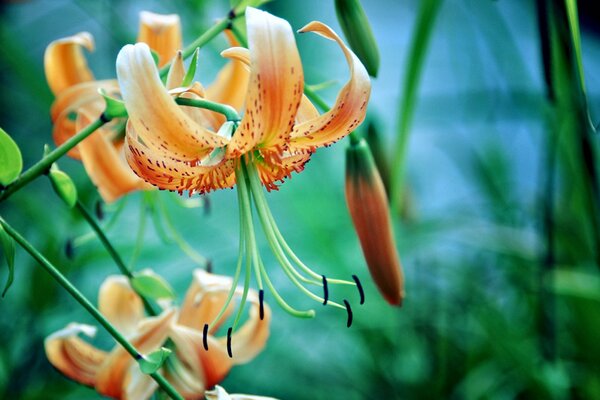 Flor naranja con estambres largos y pistilo