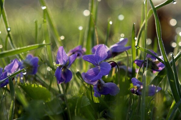 Piccoli fiori blu nell erba