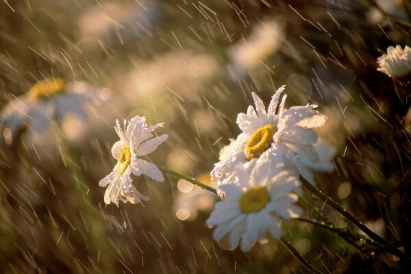 Marguerites des champs sous la pluie. Prise de vue macro